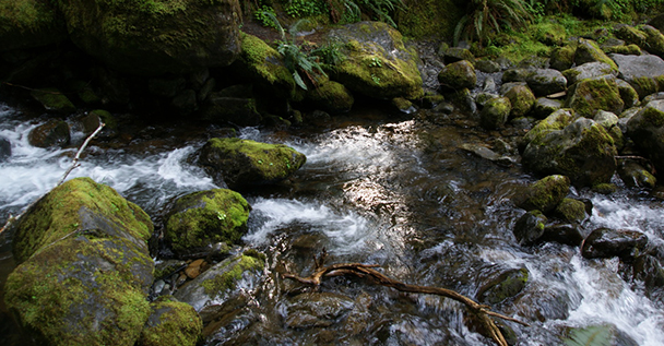 camping water purifier